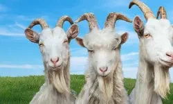 Featured image of post Goat Simulator 3 模拟山羊 3 [DLC 解锁] [DLC Unlock] [Steam & Epic & PC Game Pass / Xbox] [Windows & SteamOS]