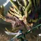Monster Hunter Rise 怪物猎人 崛起 [DLC 解锁] [DLC Unlock] [Steam] [Windows & SteamOS]