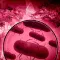 Plague Inc Evolved 瘟疫公司 物竞天择 [DLC 解锁] [DLC Unlock] [Steam] [Windows & SteamOS & macOS]