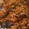 Survive the Fall 秋末求生 [DLC 解锁] [DLC Unlock] [Steam & Epic] [Windows & SteamOS]