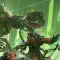 Warhammer 40000 Mechanicus 战锤40K 机械神教 [DLC 解锁] [DLC Unlock] [Steam & Epic] [Windows & SteamOS & macOS]